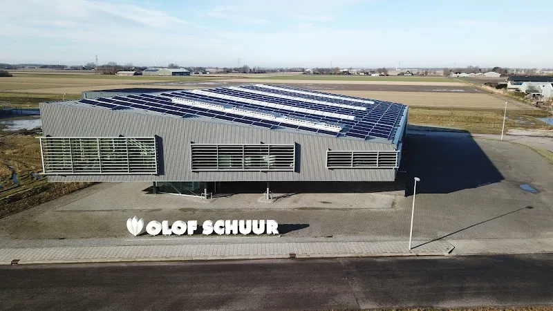 Olof Schuur